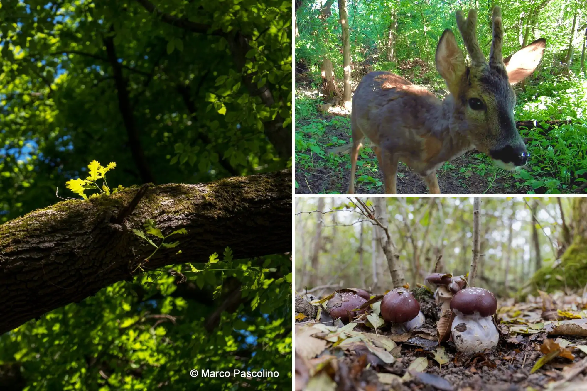 Bosco Sacile a Carlino con querce, capriolo e funghi, locandina per le visite guidate di ottobre 2025