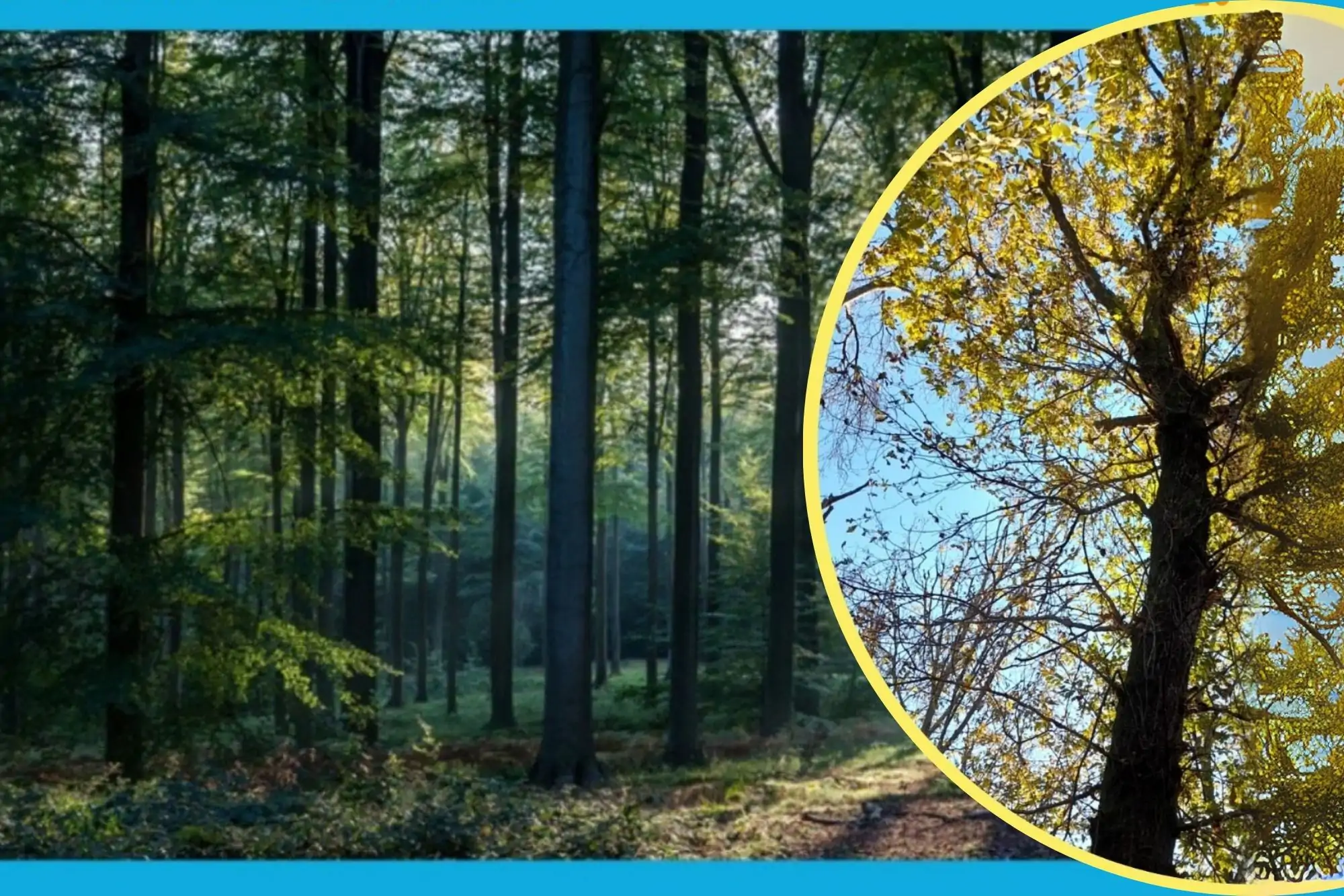 Convegno sui boschi planiziali in Sala Consiliare a Carlino con esperti regionali e Fondazione Natura 7 ed escursione tra la vegetazione del Bosco Sacile durante la Fiera dei Sapori di Carlino