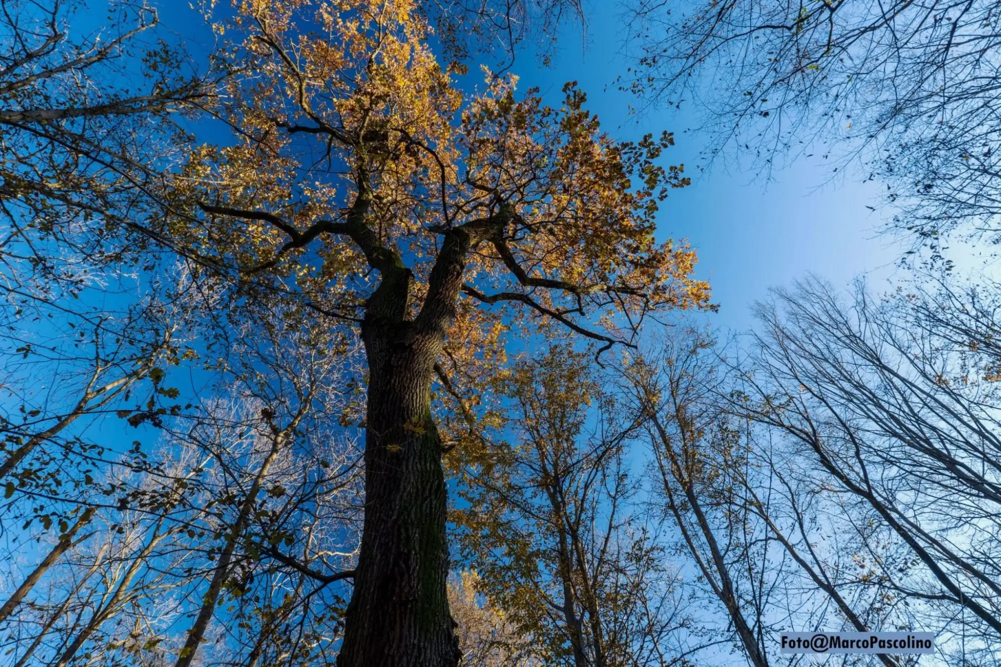 sentiero naturalistico bosco sacile a carlino
