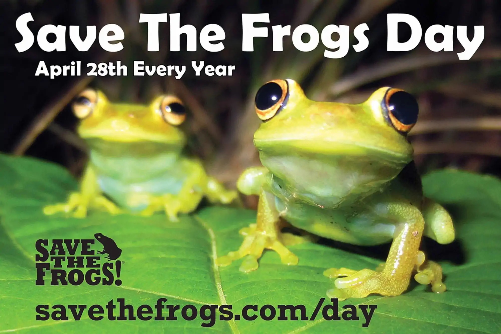 Rane su foglia simbolo del Save the Frogs Day, giornata dedicata alla tutela degli anfibi