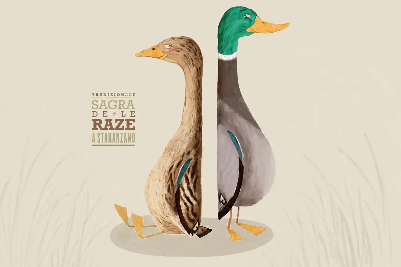 logo orizzontale della sagra de le raze di staranzano, che rappresenta due germani reali (una femmina e un maschio), in bisiaco mazurini - o raze