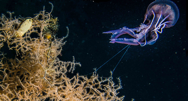 colori profondi del mediterraneo