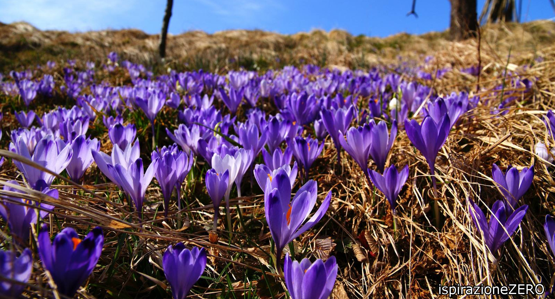 crocus_ph ispirazioneZERO