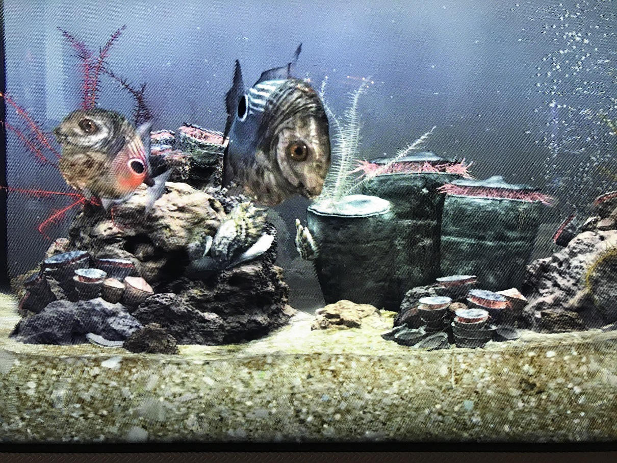acquario 3D_mare del Carso