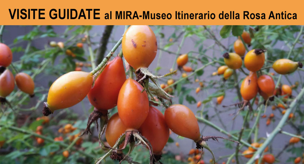visite guidate mira rosa antica pordenone