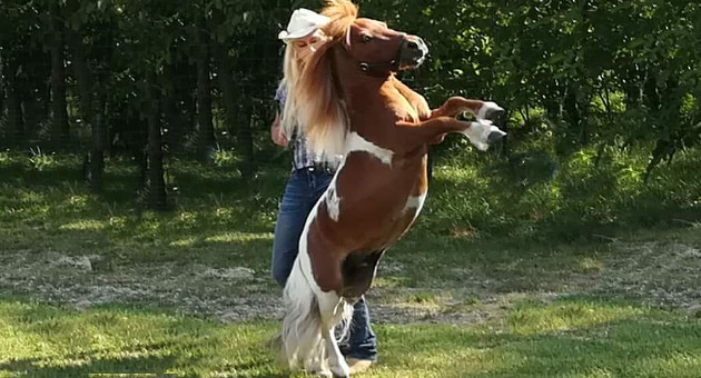pony