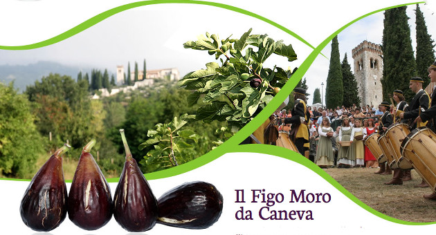 caneva_figo moro