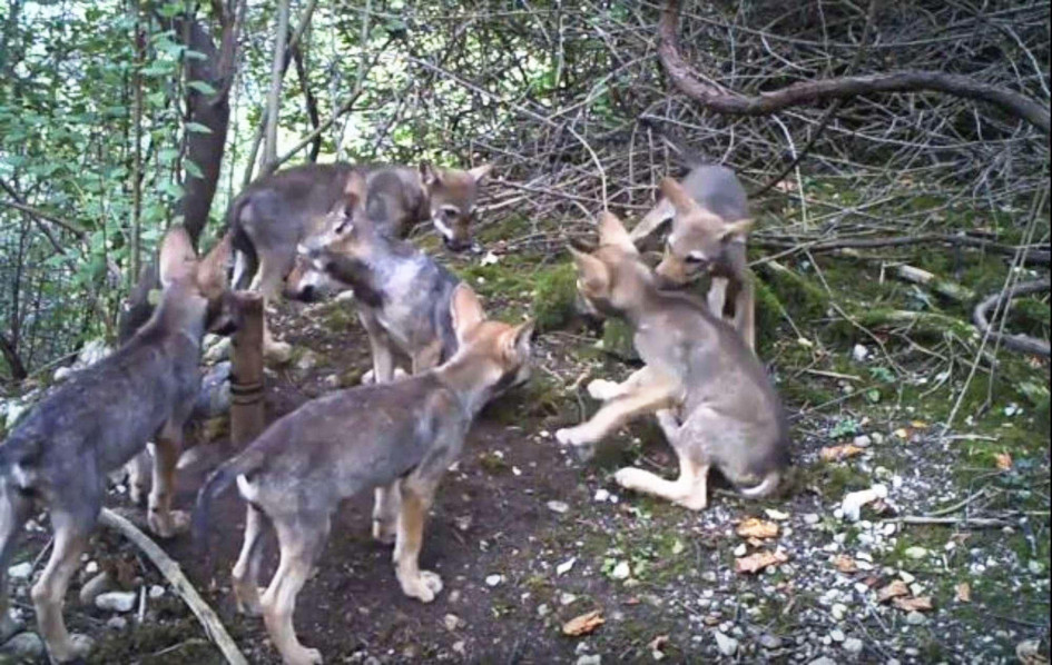 cuccioli lupo fvg magredi pordenone
