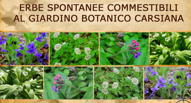carsiana_erbe spontanee