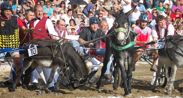 corsa asini fagagna 2016