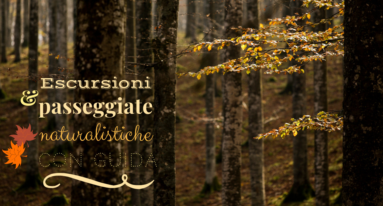 Studio-ForEst-escursioni-e-passeggiate-naturalistiche-con-guida-autunno