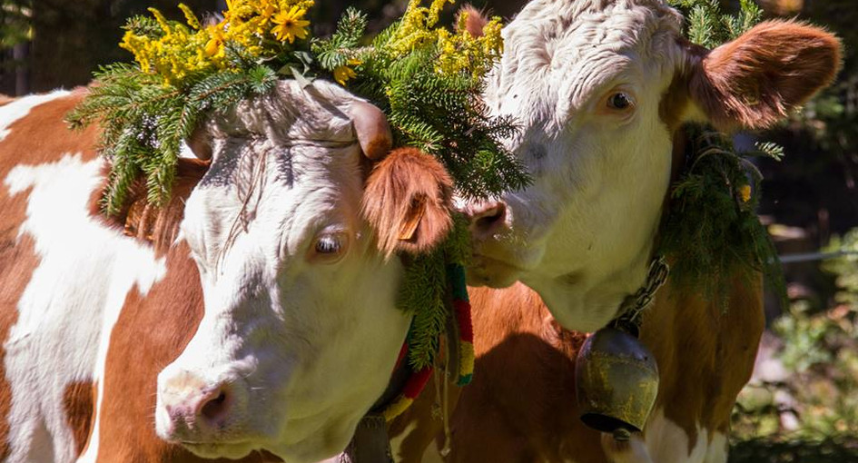 festa transumanza ugovizza val rauna 2