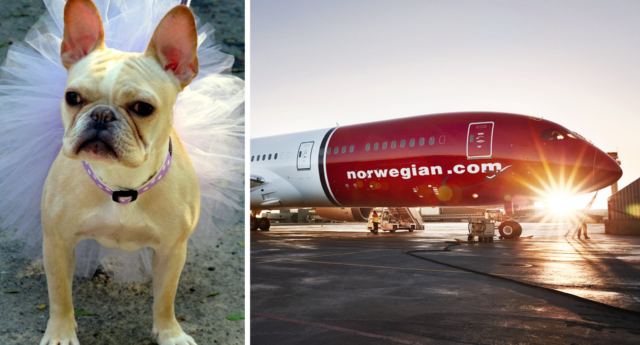 Norwegian-Tutu-Bulldog