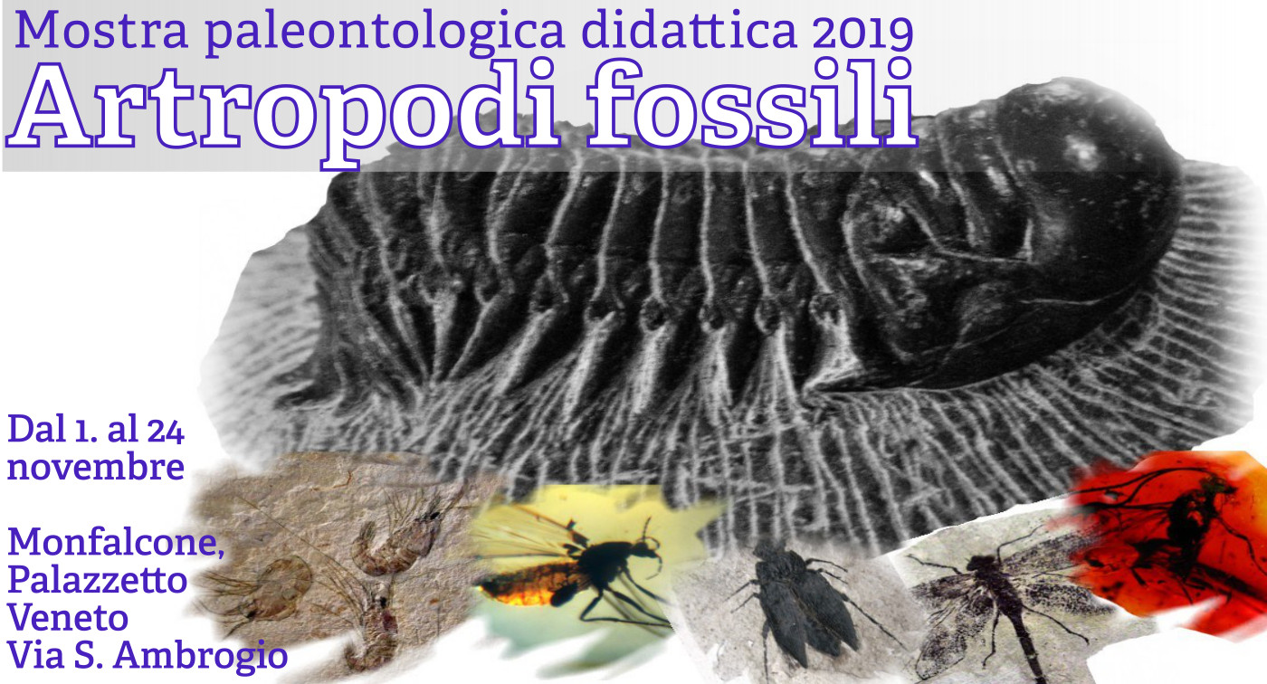 artropodi fossili_museo geologico carsico monfalcone