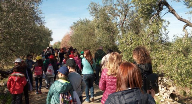 camminata tra gli olivi 2