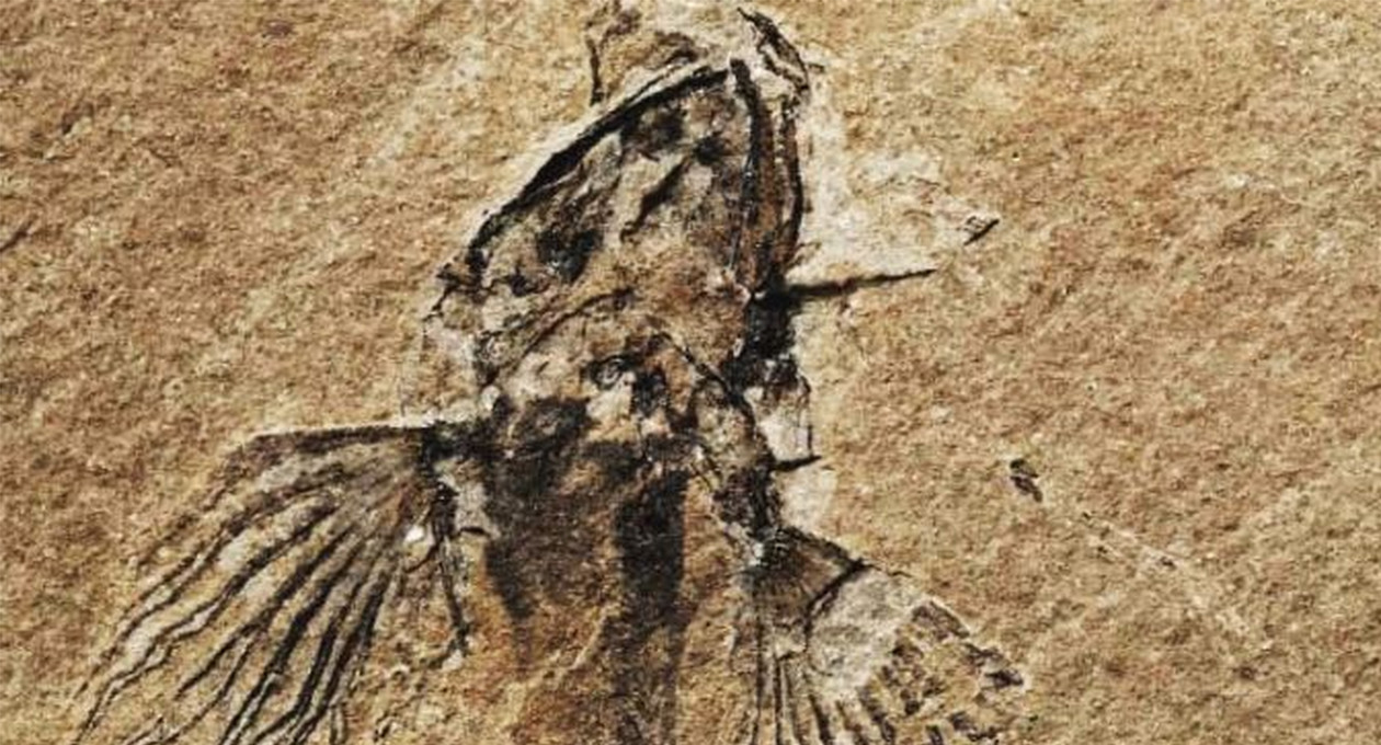 pesci fossili dai monti friulani