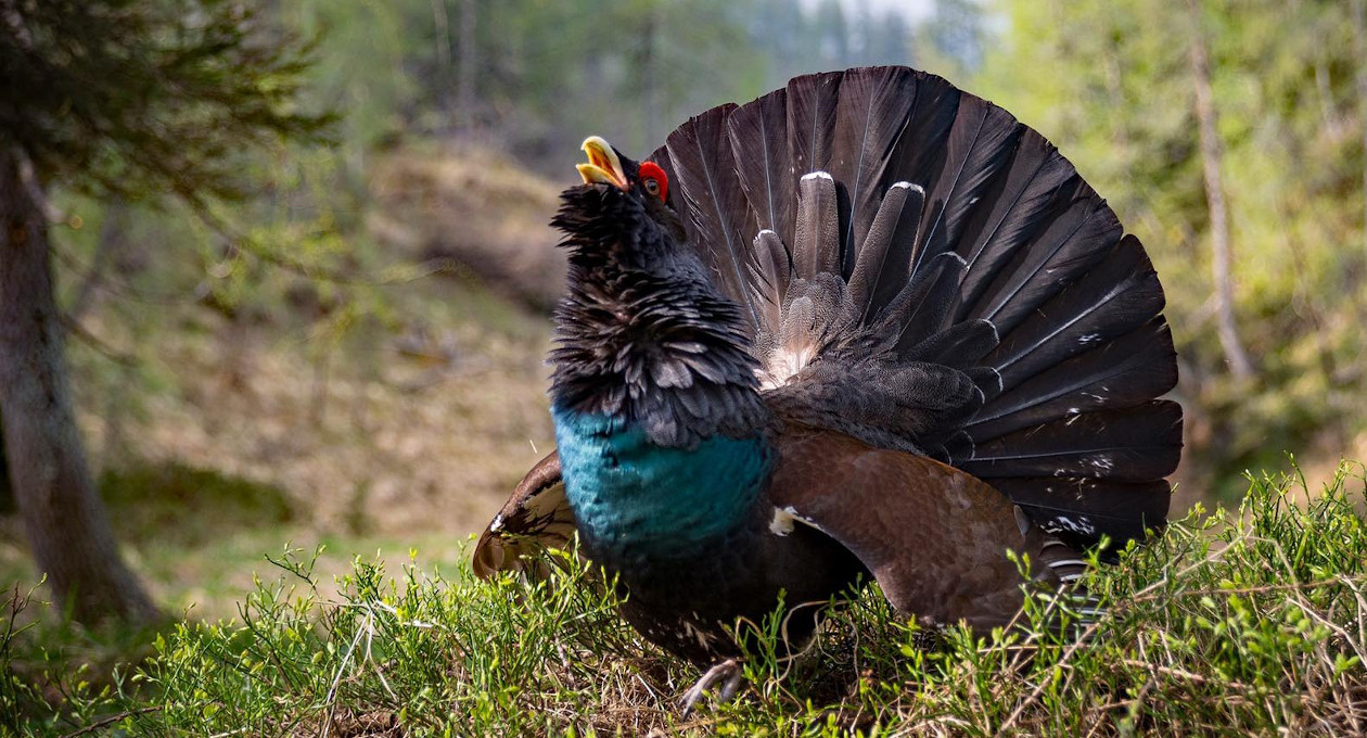 Gallo_Cedrone_Luciano_Mattighello