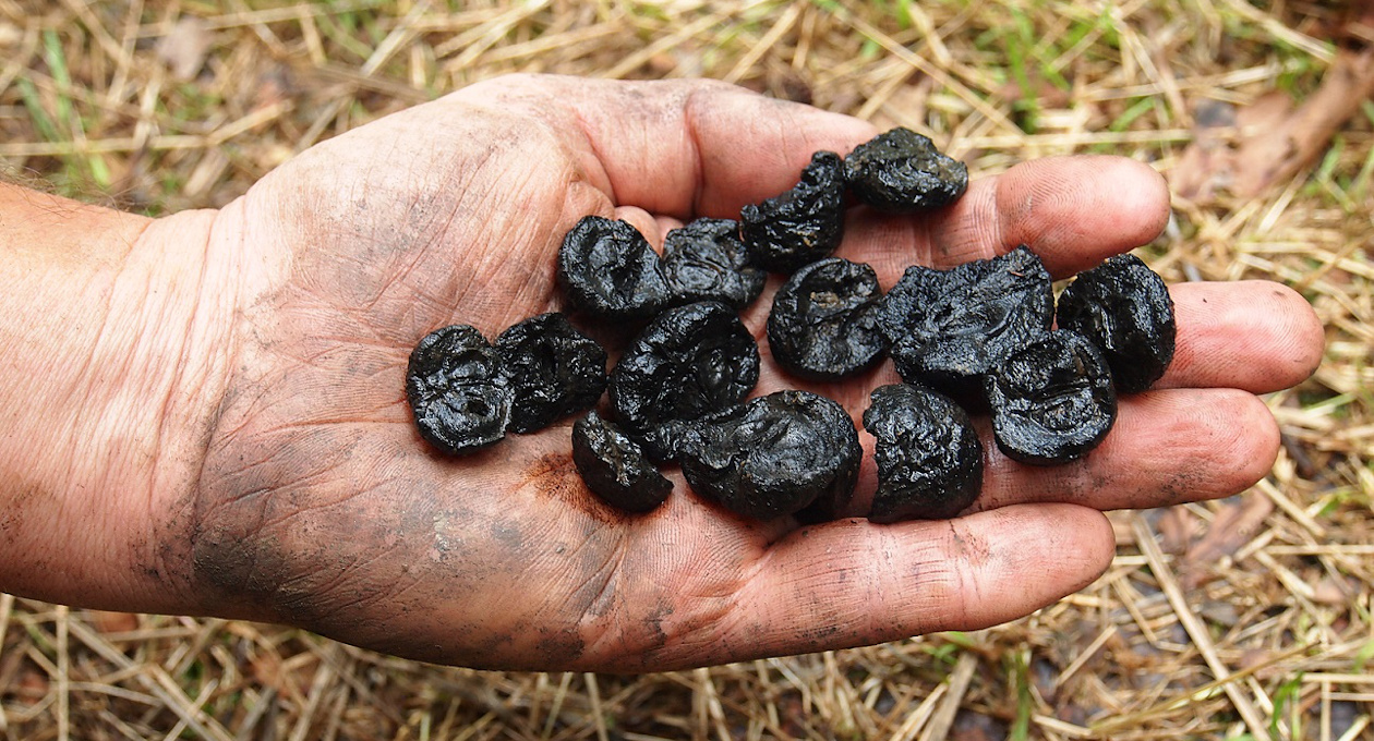 Mele selvatiche carbonizzate-Palù 2021_low