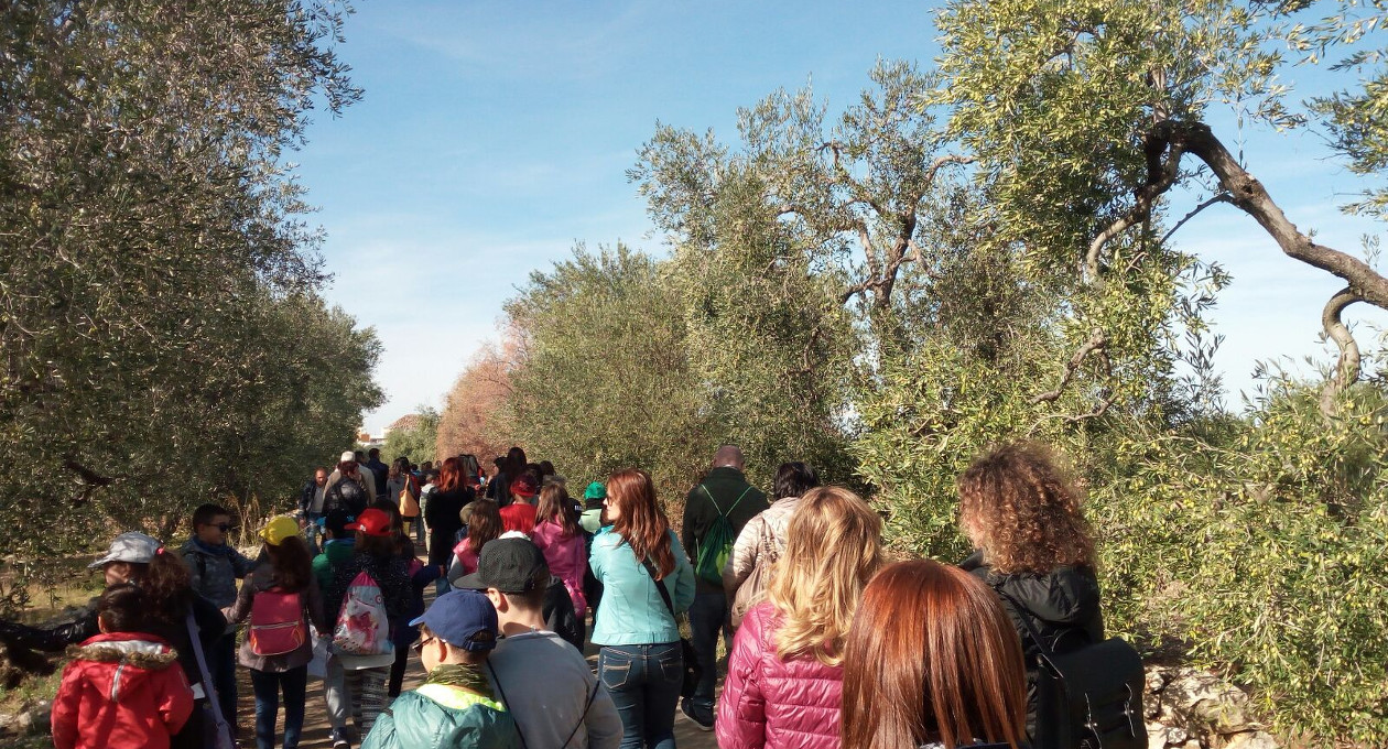 camminata tra gli olivi 2