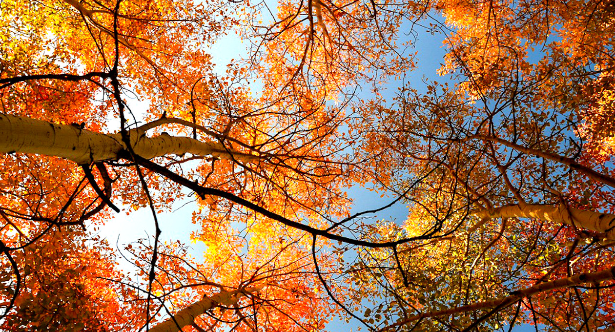alberi autunno giornata nazionale degli alberi 21 novembre