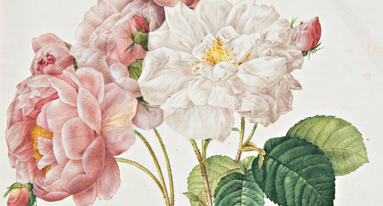 Pierre-Joseph Redouté – Claude Antoine Thory_Les roses - 1817-1824_2