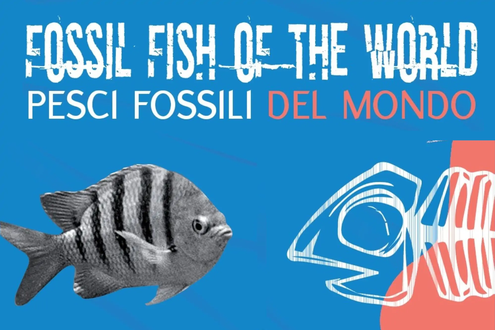mostra pesci fossili del mondo museo carsico geologico paleontologico monfalcone 01